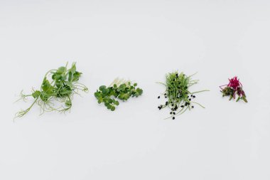 Mikro-yeşil filizler beyaz arka planda yakın plan ve boş alan. Sağlıklı yemek ve yaşam tarzı