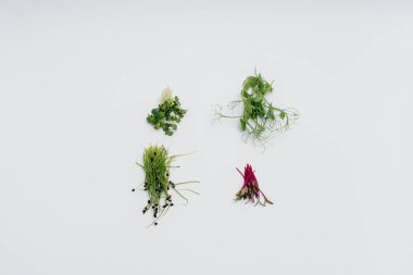 Mikro-yeşil filizler beyaz arka planda yakın plan ve boş alan. Sağlıklı yemek ve yaşam tarzı