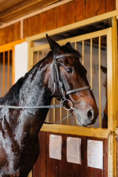 stock image Thoroughbred stallion close-up in the stable at the ranch. Animal husbandry and breeding of thoroughbred horses