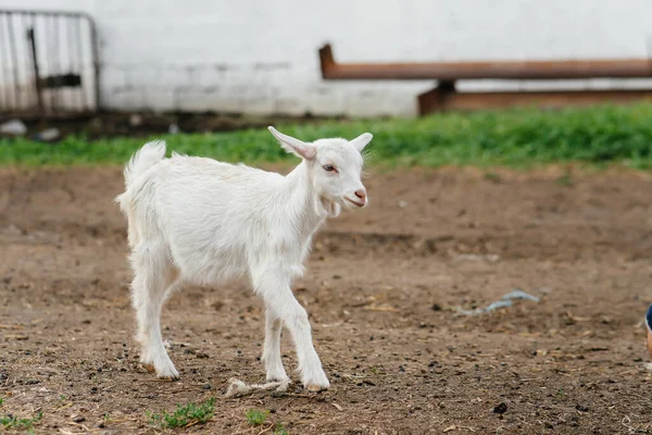 Grazing Herd Goats Sheep Open Air Ranch Cattle Grazing Animal — Stock Photo, Image