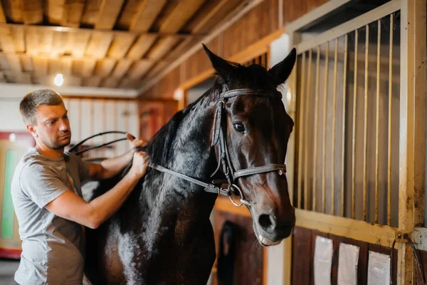农场的马厩里有一匹纯种马 畜牧业和纯种马的饲养 — 图库照片