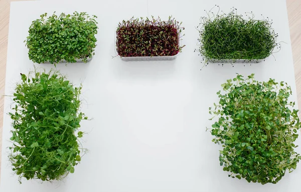 Verschillende Sudochki Kiemen Micro Greens Close Een Witte Achtergrond Gezonde — Stockfoto