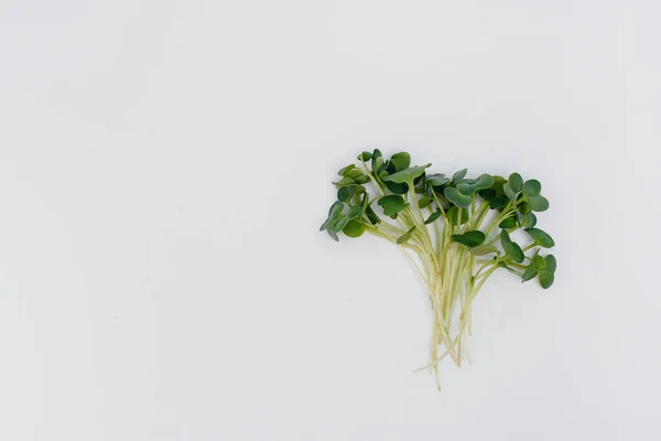 Micro Groene Spruiten Close Een Witte Achtergrond Met Vrije Ruimte — Stockfoto