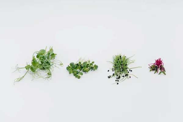 Micro Groene Spruiten Close Een Witte Achtergrond Met Vrije Ruimte — Stockfoto