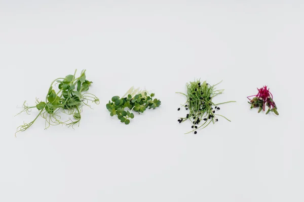 Micro Groene Spruiten Close Een Witte Achtergrond Met Vrije Ruimte — Stockfoto