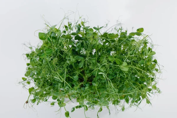 Micro Groene Erwt Ontspruit Close Een Witte Achtergrond Een Pot — Stockfoto