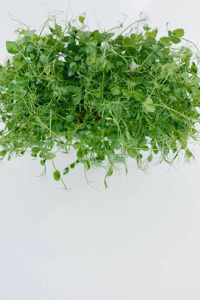 Micro Groene Erwt Ontspruit Close Een Witte Achtergrond Een Pot — Stockfoto