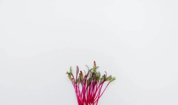 Micro Groene Spruiten Close Een Witte Achtergrond Met Vrije Ruimte — Stockfoto