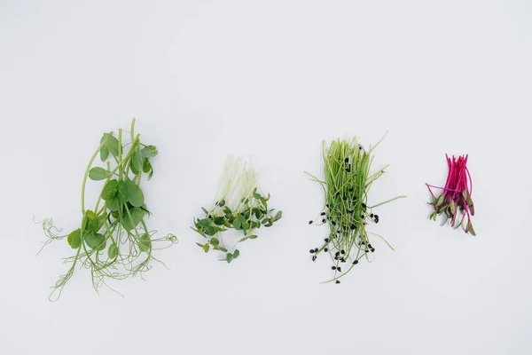 Micro Groene Spruiten Close Een Witte Achtergrond Met Vrije Ruimte — Stockfoto