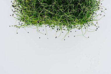 Mikro-yeşil soğan, topraklı bir tencerede beyaz bir arka planda yakın plan filizlenir. Sağlıklı yemek ve yaşam tarzı