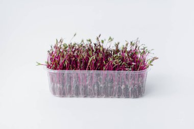 Topraklı bir tencerede beyaz bir arka planda mikro-yeşil pancar filizleri. Sağlıklı yemek ve yaşam tarzı