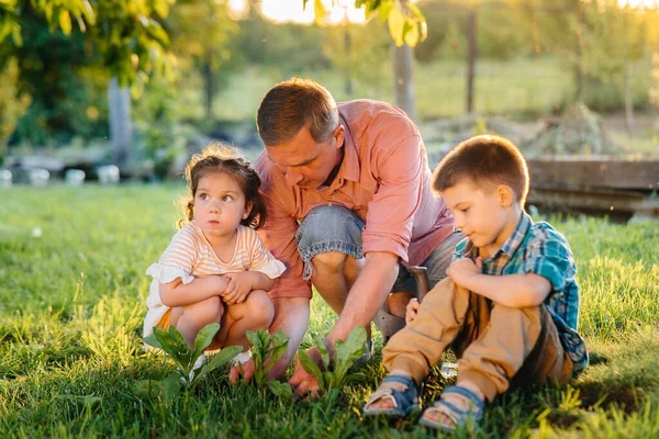 Little Brother Sister Planting Seedlings Father Beautiful Spring Garden Sunset — Stock Photo, Image