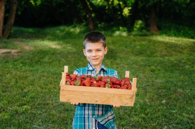 Küçük şirin bir çocuk büyük bir kutu olgun ve lezzetli çilekle ayakta duruyor. Hasat et. Olgun çilekler. Doğal ve lezzetli dut.