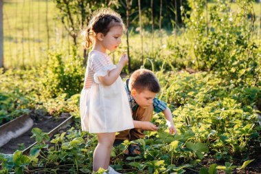 Sevimli ve mutlu küçük erkek ve kız kardeş anaokulu çağında güneşli bir yaz gününde bahçede olgun çilek toplayıp yiyorlar. Mutlu bir çocukluk. Sağlıklı ve çevre dostu mahsul