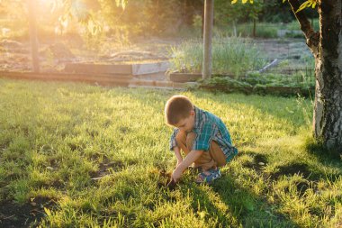 Sevimli küçük bir çocuk gün batımında bahçede filizler dikiyor. Bahçecilik ve tarım.
