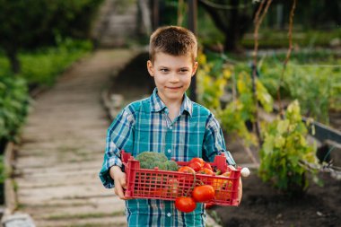 Küçük bir çocuk gün batımında bahçede bir kutu olgun sebzeyle durup gülümsüyor. Tarım, hasat. Çevre dostu ürün