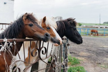 Çiftlikteki meraklı midilliler çitin arkasından dışarı bakıyor. Tarım ve hayvancılık.