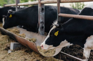 Endüstriyel bir çiftlikte süt üretimi için inek yetiştirmek. Sanayi çiftliği. Hayvancılık ve inek yetiştiriciliği.