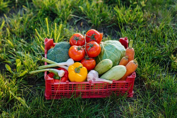 Caja Del Pantano Con Verduras Maduras Hermosas Recogidas Jardín Respetuoso — Foto de Stock