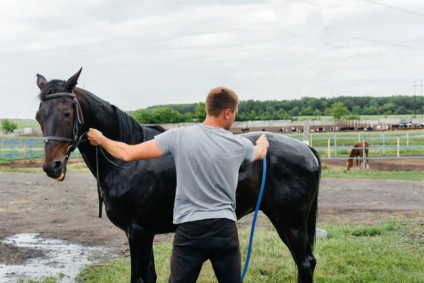 Jeune Homme Lave Cheval Pur Sang Avec Tuyau Jour Été — Photo