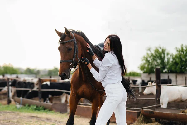 Une Jeune Jolie Cavalière Pose Près Étalon Pur Sang Dans — Photo