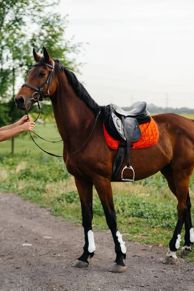 Hermoso Caballo Bien Arreglado Equipo Completo Pastando Una Granja Entre —  Fotos de Stock