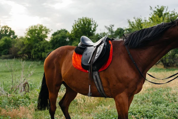 Ένα Όμορφο Καλοπεριποιημένο Άλογο Πλήρη Εργαλεία Βόσκησης Ένα Αγρόκτημα Ανάμεσα — Φωτογραφία Αρχείου