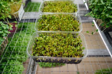 Serada sulu ve taze mikro yeşillik filizleri. Tohum yetiştirmek. Sağlıklı beslenme