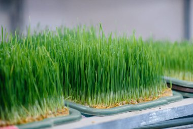 Serada sulu ve taze mikro yeşillik filizleri. Tohum yetiştirmek. Sağlıklı beslenme