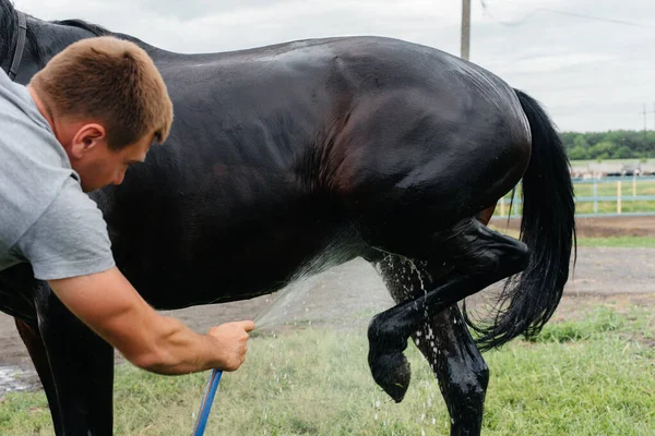 Jeune Homme Lave Cheval Pur Sang Avec Tuyau Jour Été — Photo