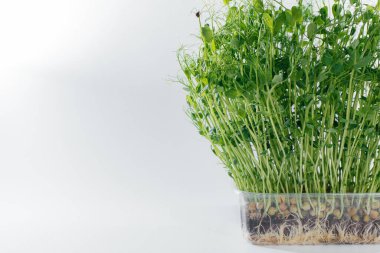 Mikro-yeşil bezelye filizleri, topraklı bir tencerede beyaz bir arka planda yakın plan olarak yetişir. Sağlıklı yemek ve yaşam tarzı