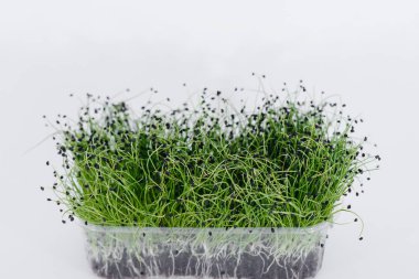 Mikro-yeşil soğan, topraklı bir tencerede beyaz bir arka planda yakın plan filizlenir. Sağlıklı yemek ve yaşam tarzı