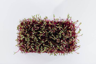 Topraklı bir tencerede beyaz bir arka planda mikro-yeşil pancar filizleri. Sağlıklı yemek ve yaşam tarzı