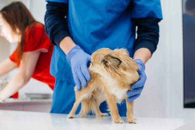 Modern bir veteriner kliniğinde safkan bir Chihuahua muayene edilir ve masada tedavi edilir. Veteriner Kliniği