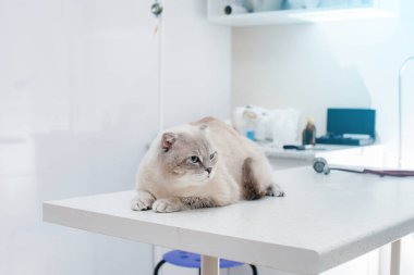 Modern bir veteriner kliniğinde, safkan bir kedi masada oturur. Veteriner Kliniği