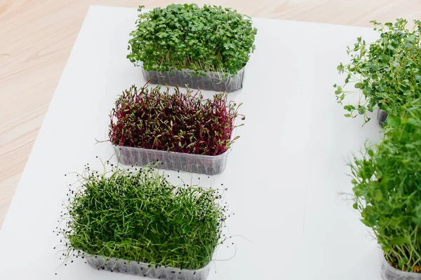 Verschillende Sudochki Kiemen Micro Greens Close Een Witte Achtergrond Gezonde — Stockfoto