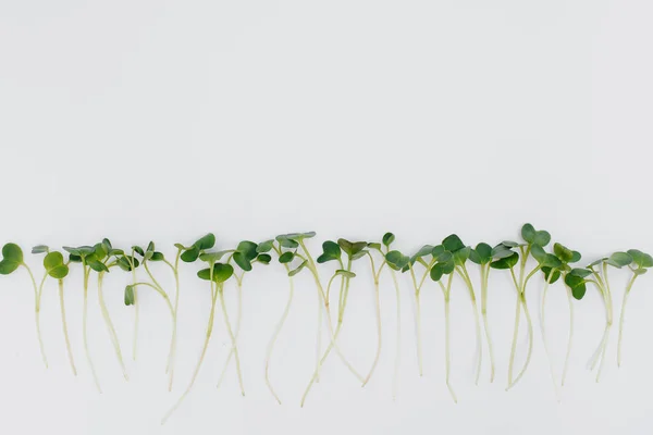 Micro Groene Spruiten Close Een Witte Achtergrond Met Vrije Ruimte — Stockfoto