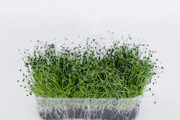 Micro Groene Ontspruit Close Een Witte Achtergrond Een Pot Met — Stockfoto