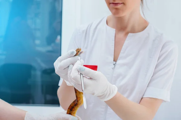 Modern Veterinary Clinic Yellow Snake Examined Veterinary Clinic — Stock Photo, Image