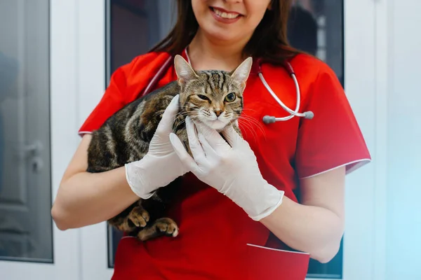 Uma Clínica Veterinária Moderna Gato Puro Sangue Examinado Tratado Mesa — Fotografia de Stock