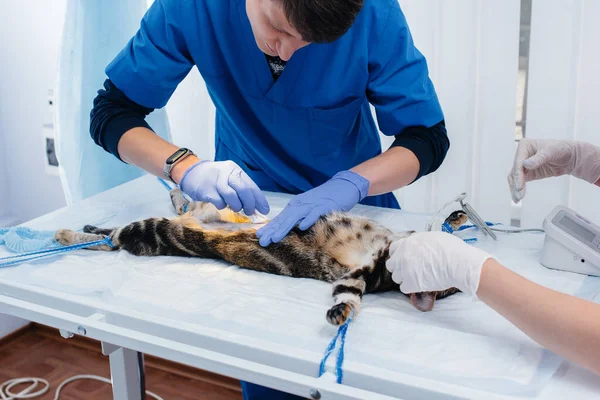 Uma Clínica Veterinária Moderna Gato Examinado Preparado Para Cirurgia Barbeando — Fotografia de Stock