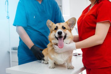 Modern bir veteriner kliniğinde safkan bir Corgi köpeği muayene edilir. Veteriner Kliniği