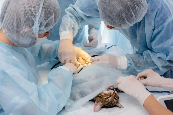 Uma Clínica Veterinária Moderna Uma Operação Realizada Animal Mesa Operação — Fotografia de Stock