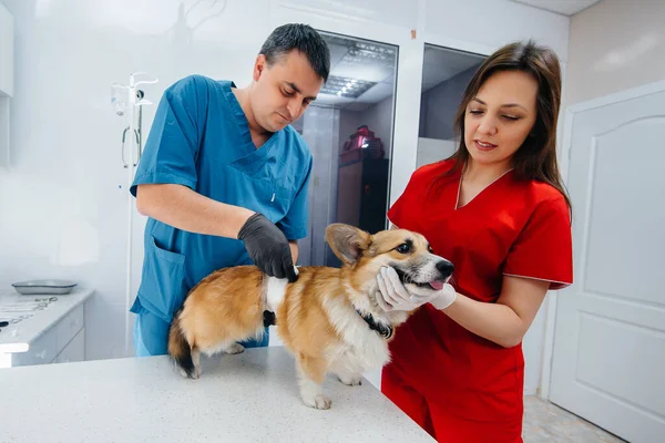 Egy Modern Állatorvosi Klinikán Egy Telivér Corgi Kutyát Vizsgálnak Állatorvosi — Stock Fotó