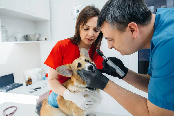Een Moderne Dierenkliniek Wordt Een Volbloed Corgi Hond Onderzocht Veterinaire — Stockfoto