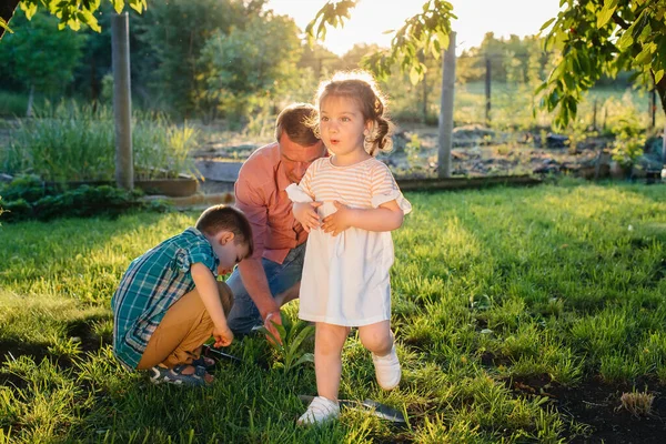 Irmãozinho Irmã Estão Plantando Mudas Com Seu Pai Belo Jardim — Fotografia de Stock