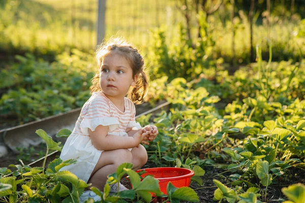 Uma Menina Pré Escolar Bonito Feliz Coleta Come Morangos Maduros — Fotografia de Stock