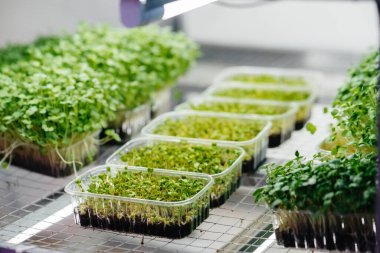 Serada sulu ve taze mikro yeşillik filizleri. Tohum yetiştirmek. Sağlıklı beslenme