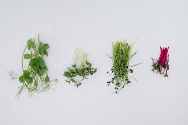 Mikro-yeşil filizler beyaz arka planda yakın plan ve boş alan. Sağlıklı yemek ve yaşam tarzı