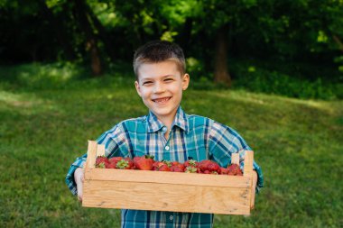 Küçük şirin bir çocuk büyük bir kutu olgun ve lezzetli çilekle ayakta duruyor. Hasat et. Olgun çilekler. Doğal ve lezzetli dut.